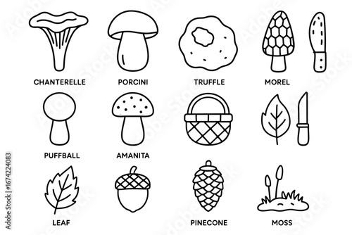 Illustrated guide to wild mushrooms and forest elements