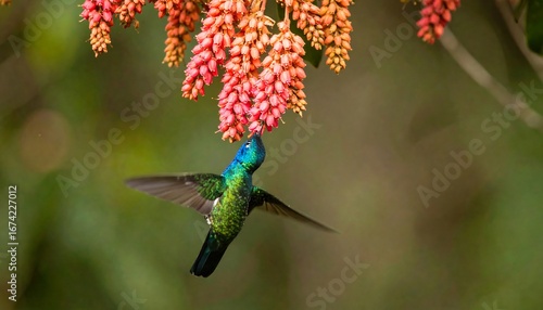 Hummingbird feeding on vibrant flowers