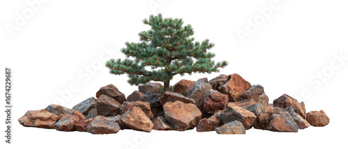 Small evergreen tree atop a pile of rocks