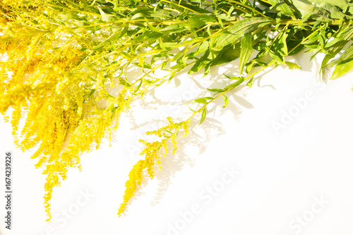 ragweed flower on white background