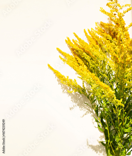ragweed flower on white background