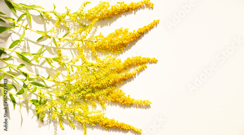 ragweed flower on white background