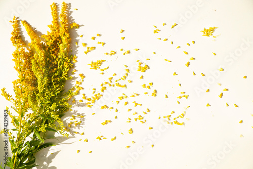 ragweed flower on white background