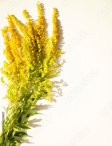 ragweed flower on white background