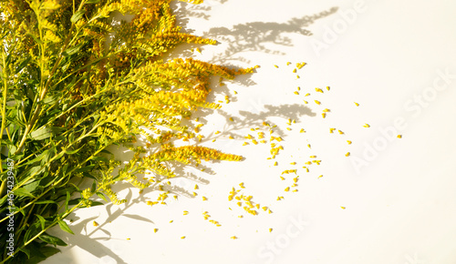 ragweed flower on white background