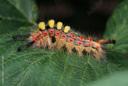 Une chenille poilue et brillament colorée de la Pudibonde rampe sur une feuille de framboisier (Calliteara pudibunda)