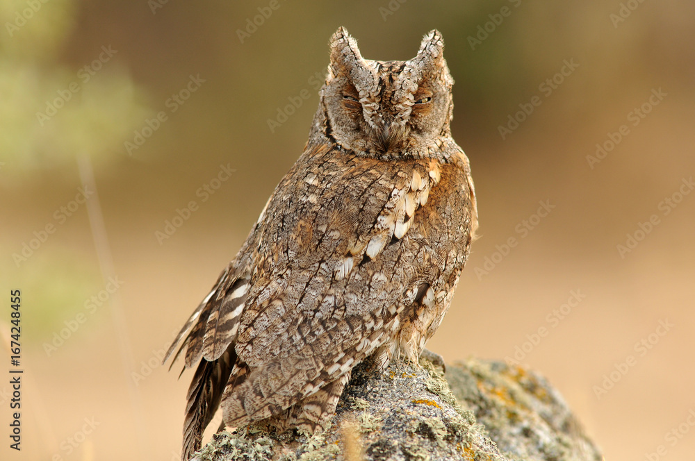 Fototapeta premium autillo en su posadero observando