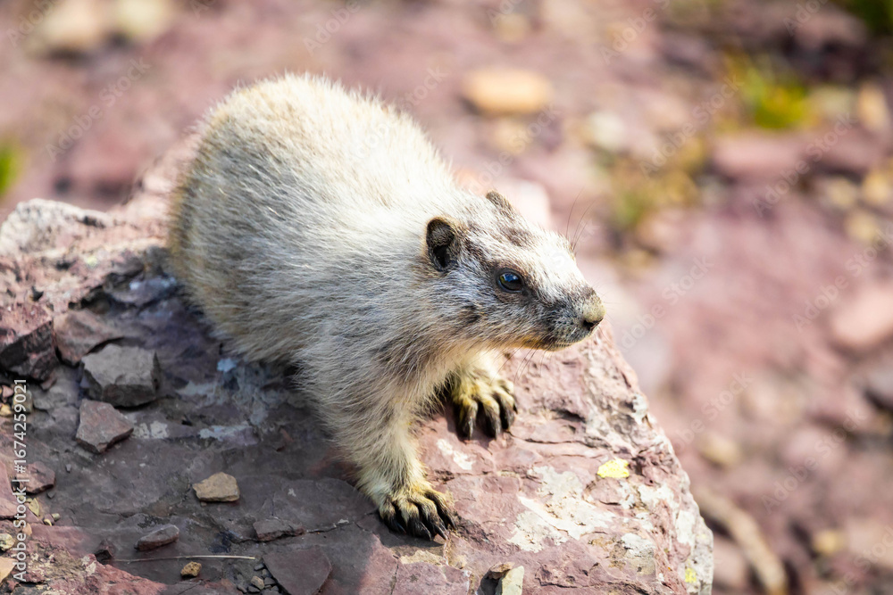 Naklejka premium Cute Hoary Marmot Portrait in Glacier National Park on the Rocks