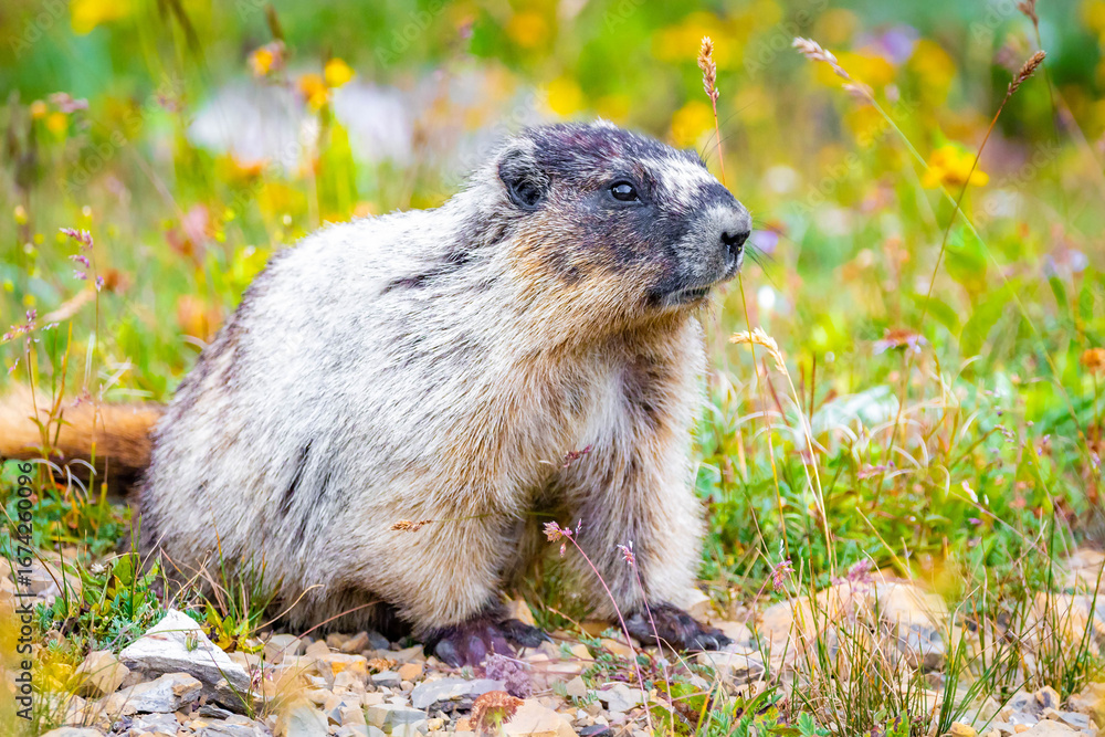 Naklejka premium Cute Hoary Marmot portrait in Glacier National Park surrounded by flowers