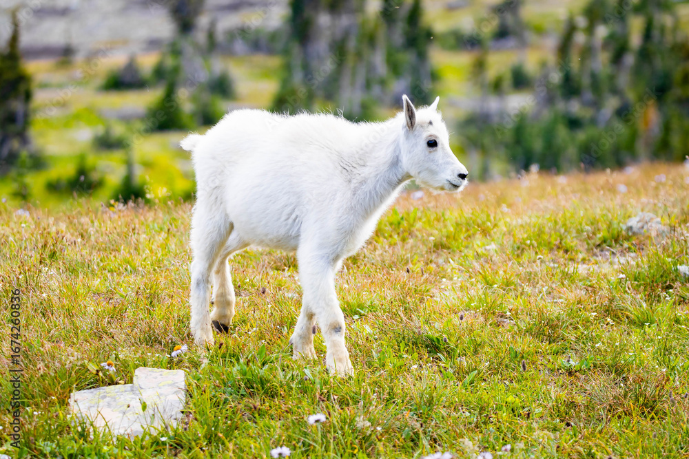 Fototapeta premium Mountain Goats Family with Kid on the Hills of Glacier National Park