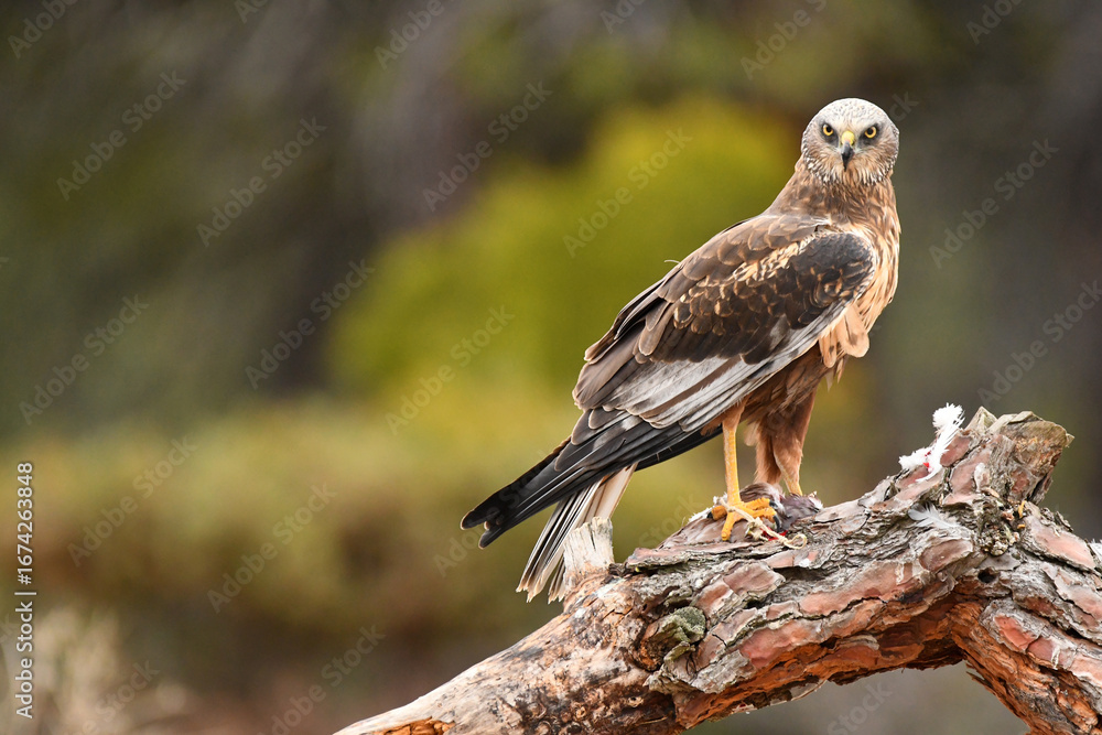 Fototapeta premium aguila lagunero macho