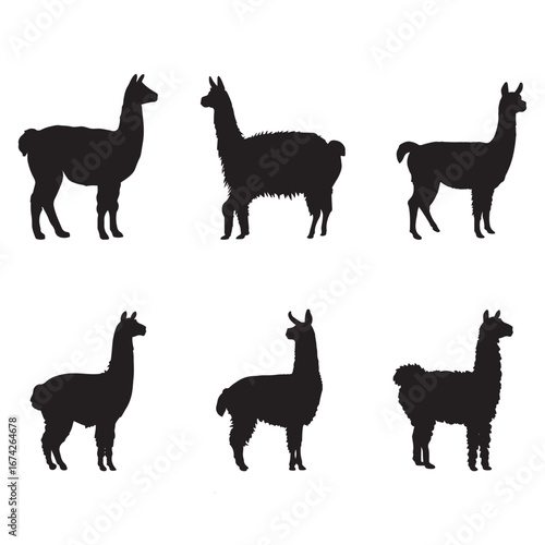 Llama and Alpaca Silhouette Set Isolated on White Background