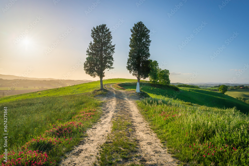 Fototapeta premium Two trees on Via Francigena pilgrimage route near Buonconvento, Tuscany, Italy
