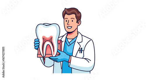 Friendly dentist showcases the internal structure of a tooth model with precision and expertise