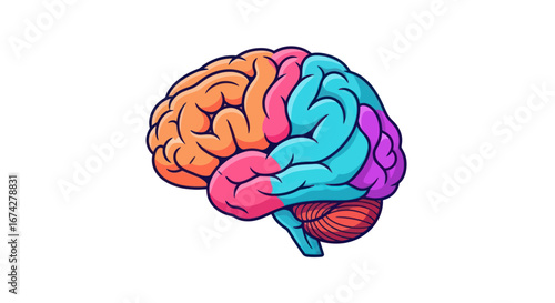 Colorful Brain Illustration for Education Science and Cognitive Functionality depiction