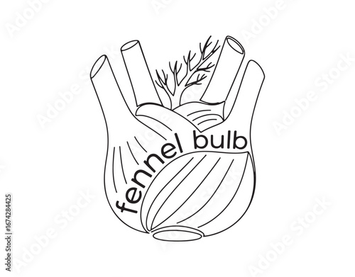 A straightforward vector illustration of a fennel bulb. It's a one-line art drawing featuring the words 'fennel bulb'.