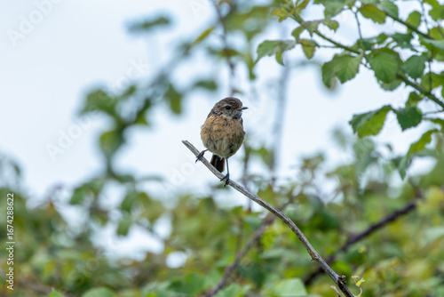 Photography Female European Stonechat (Saxicola rubicola), common in coastal scrub and heath