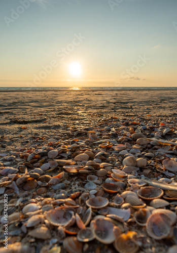 Muscheln am Strand 