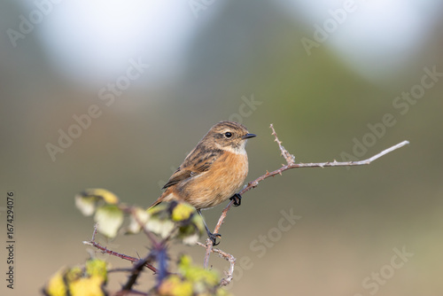 Photography Female European Stonechat (Saxicola rubicola), common in coastal scrub and heath