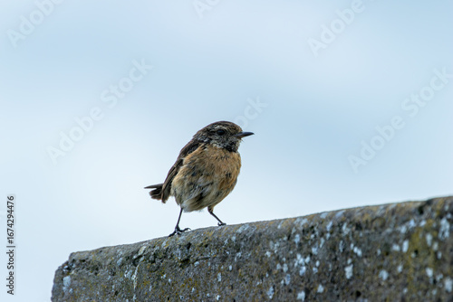 Photography Female European Stonechat (Saxicola rubicola), common in coastal scrub and heath