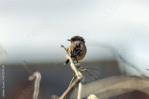 Photography Female European Stonechat (Saxicola rubicola), common in coastal scrub and heath