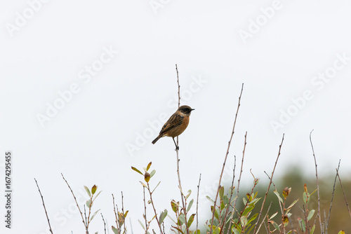 Photography Female European Stonechat (Saxicola rubicola), common in coastal scrub and heath