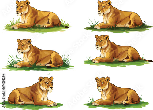 Beautiful lioness illustration set, wild animal artwork, sitting lion vector, jungle wildlife drawing, big cat design, majestic predator clipart