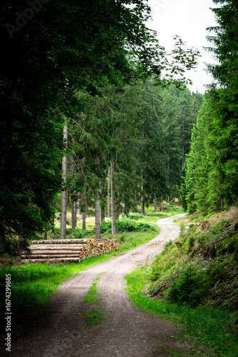 Photos Curved forest path with stacked logs along the trail, surrounded by lush green trees and peaceful woodland atmosphere