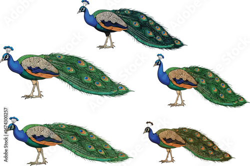 Beautiful exotic peacock illustration set, colorful feather bird collection, elegant wildlife peacock design, tropical nature artwork, vector cartoon style