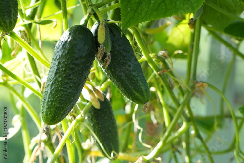 Obraz na plátně Fresh Cucumbers Ripening on a Vine in a Greenhouse