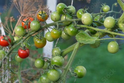 Fotografie Cherry Tomatoes Ripening on the Vine: A Transition from Green to Red