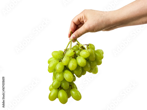 Fresh green grapes hang from a persons hand, ready for enjoyment and consumption