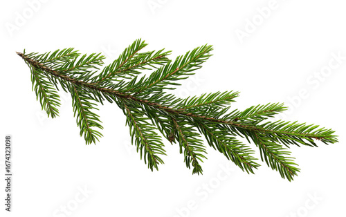 Close-up of a fir branch