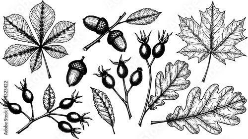 Autumn leaves sketch. Hand drawn fall foliage of chestnut, maple and oak. Botanical herbarium collection. Acorns and rosehip berry. Natural engraving elements set. Vector isolated plants