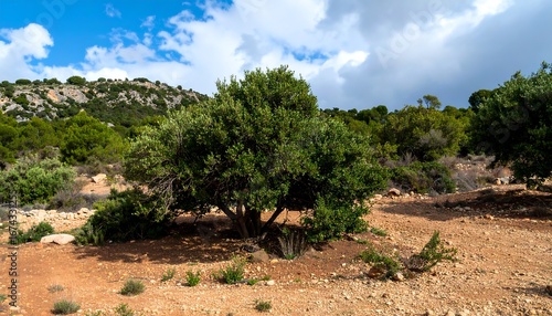 Olive tree in a rocky landscape