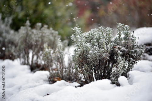 snow on green leaves lavender. Green bushes covered with white snow in a winter frosty park. A bed of green plants under a continuous layer of pure white snow. late autumn or early spring