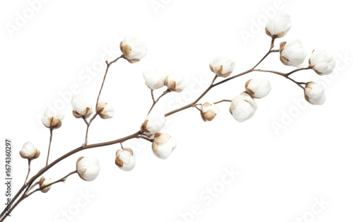 Cotton flower on transparent background, png