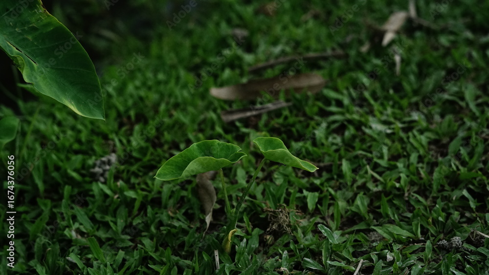 Obraz premium Close-up view of vibrant green moss and delicate plant life in a natural outdoor setting