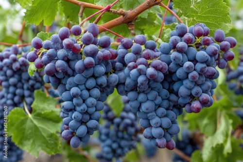 Wallpaper Mural Clusters of dark purple grapes on vine Torontodigital.ca