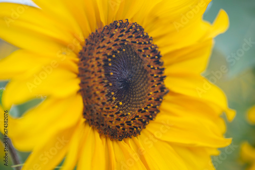 Sonnenblume 1
