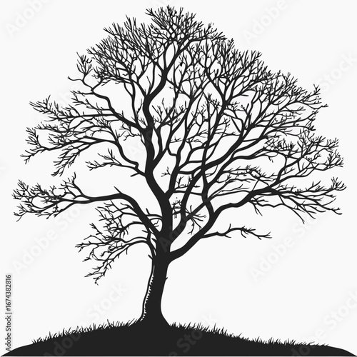Silhouette of a large deciduous tree with bare branches against a white background