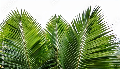 lush green palm fronds on transparent background tropical summer foliage