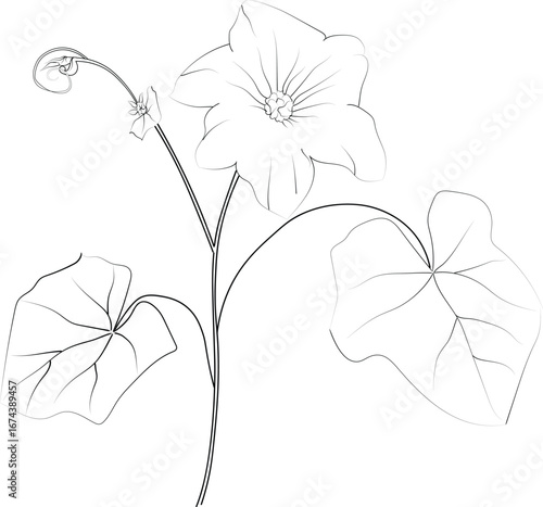 Ivy flower coloring page, white flower isolated on a white background