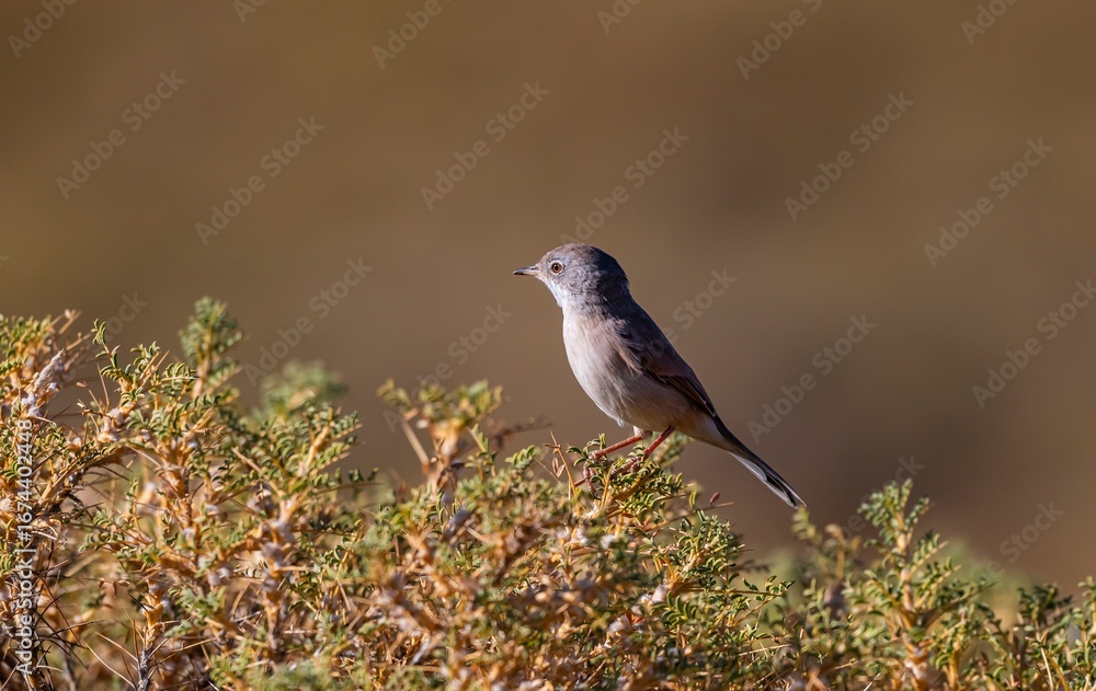 Obraz premium The Spectacled Warbler (Sylvia conspicillata) is a species of songbird that inhabits high mountain slopes in northern Africa, as well as Asia and Europe.
