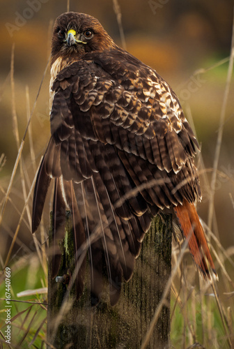 Red Tailed Hawk perched on a post and keeping a sharp lookout