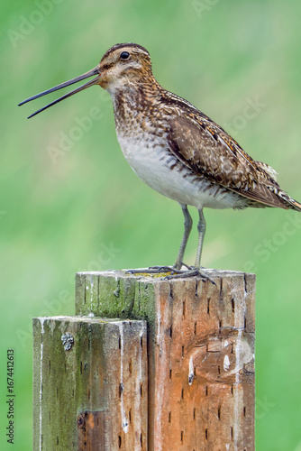 Long Billed Dowitcher standing on a post with beak open