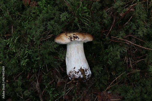 Snail eating Boletus. Deep Colours