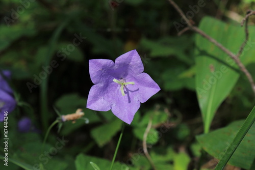 Campanula persicifolia in August. Bell flower