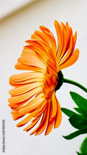 Bright orange flower with layered petals captured in close-up indoors during daylight