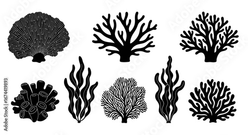 coral silhouettes